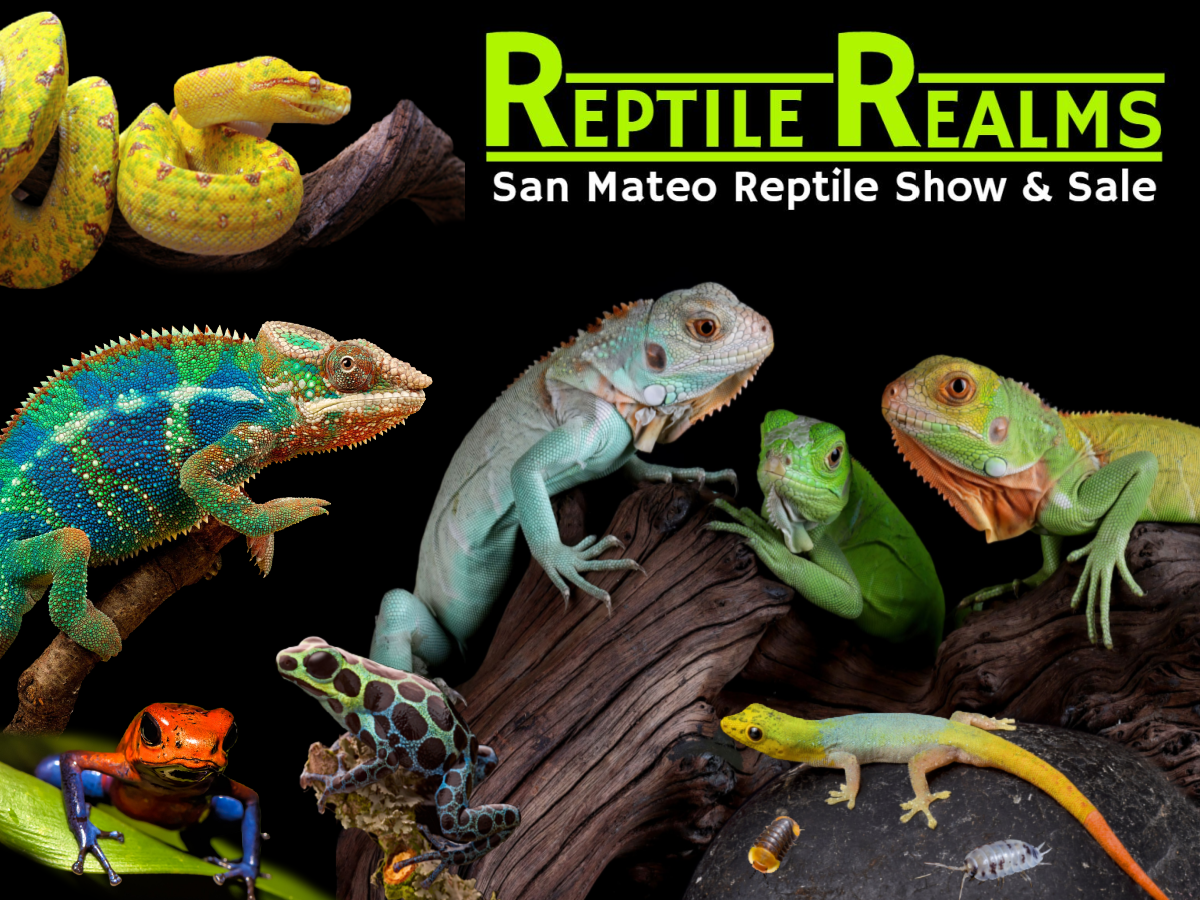 San Mateo Reptile Show San Mateo County Event Center